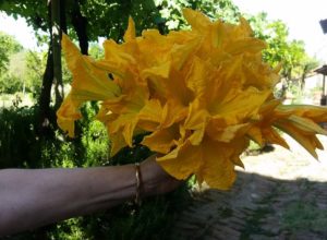 Fiori di Zucca