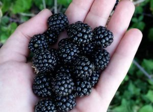 Nell’Orto frutti di bosco