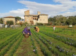 zafferano10 produzione propria