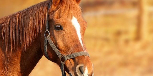 Equitazione cavallo