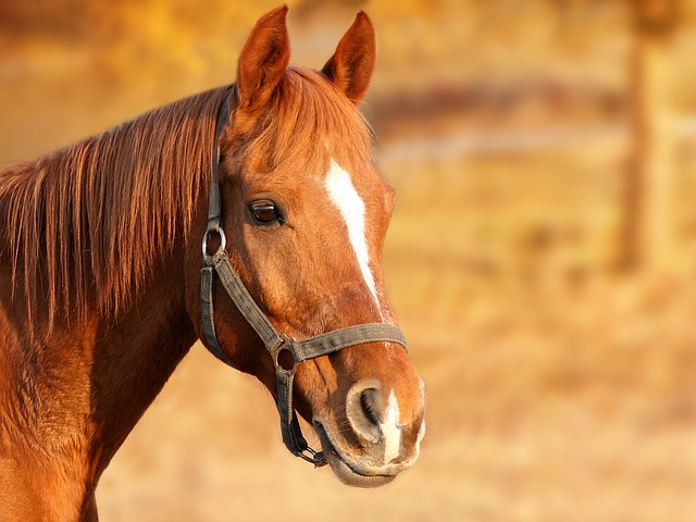 Equitazione cavallo