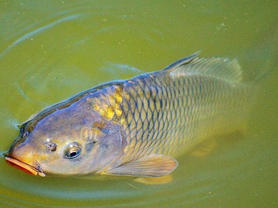 pesca-sportiva-carpa