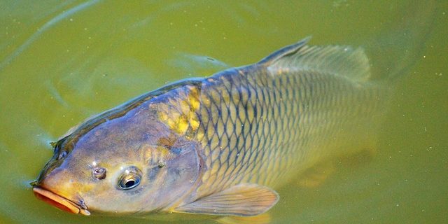 pesca-sportiva-carpa