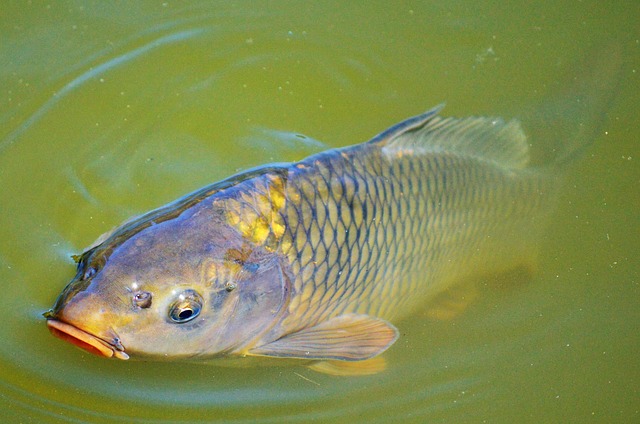 pesca-sportiva-carpa
